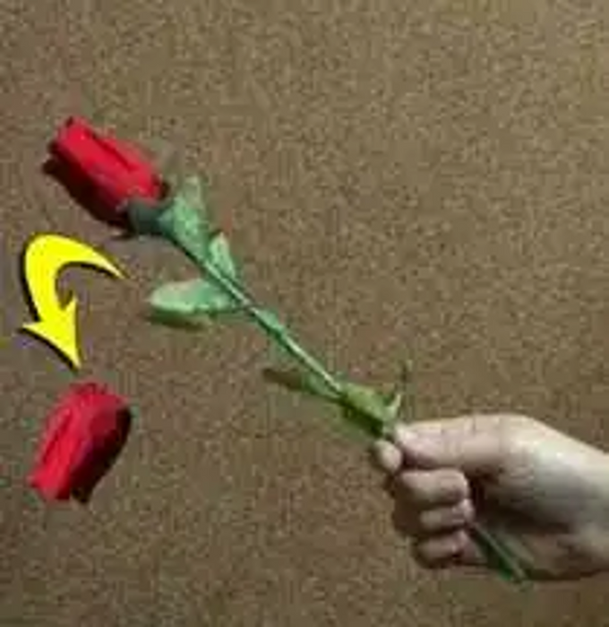 Comedy Drop Down Rose