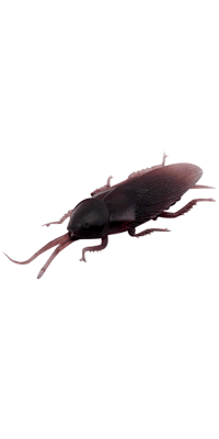 Fake Rubber Cockroach (24 Dozen)