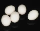 Super Latex Egg - (White) - MHM
