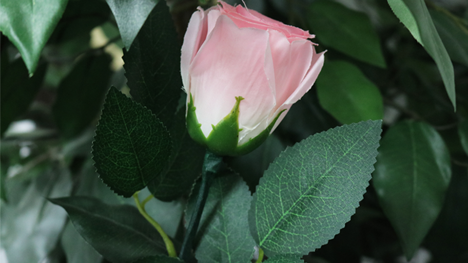 Rose Light set RED by JL Magic