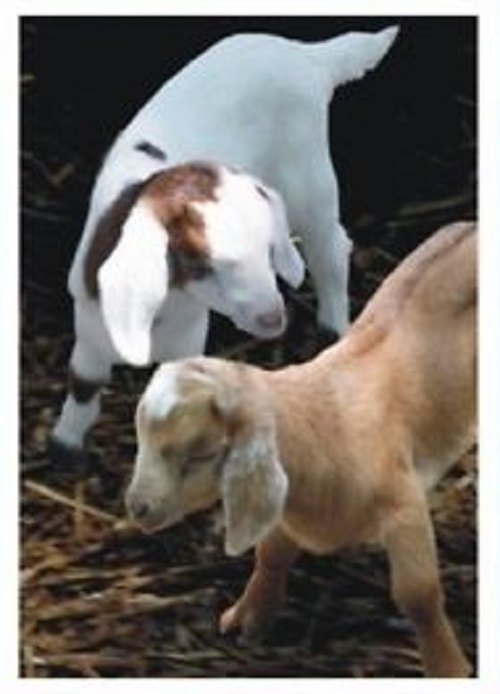 My Kids Card Goats